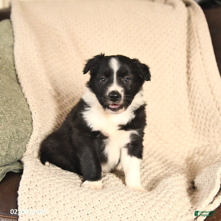 Mixed Breed dogs Moses - Ad 2