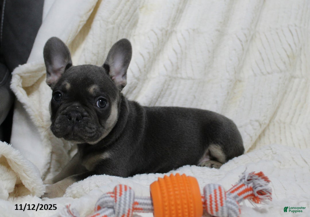 French Bulldog dogs for sale: Ava  - Ad 2