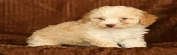 Toy Poodle dogs for sale: Dusty - Ad 9