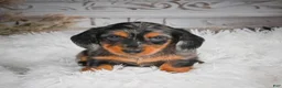 Miniature Dachshund dogs for sale: AKC-Hershey - Ad 8