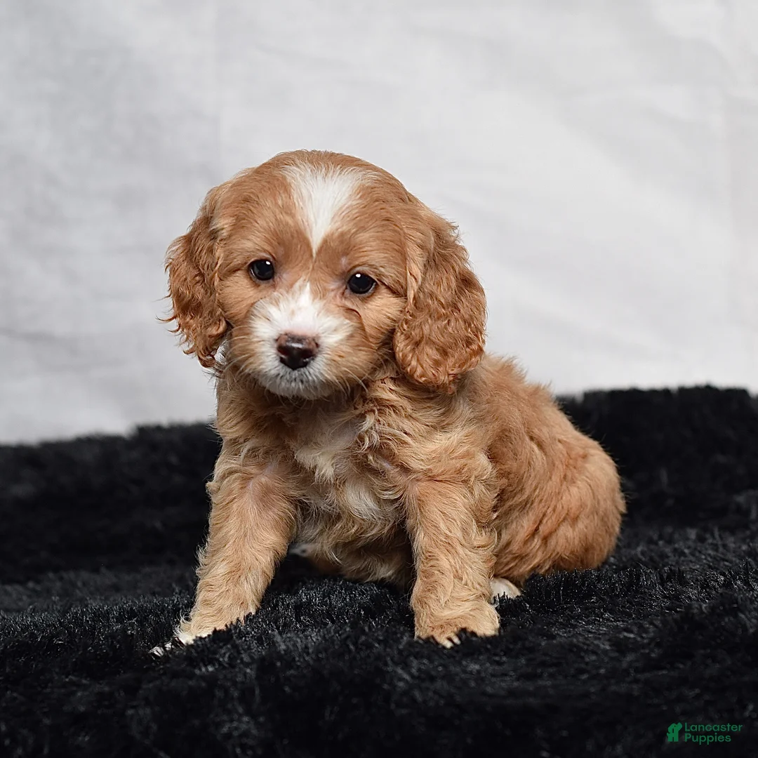 Cavapoo dogs for sale: Wren - Ad 1
