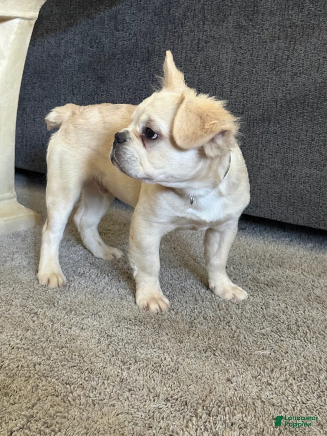 French Bulldog dogs for sale: Hendrix- cream Merle  - Ad 2