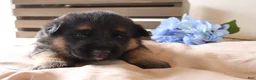 German Shepherd dogs for sale: Sparkle - Ad 4