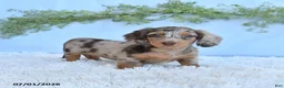 Miniature Dachshund dogs for sale: Rosie - Ad 2