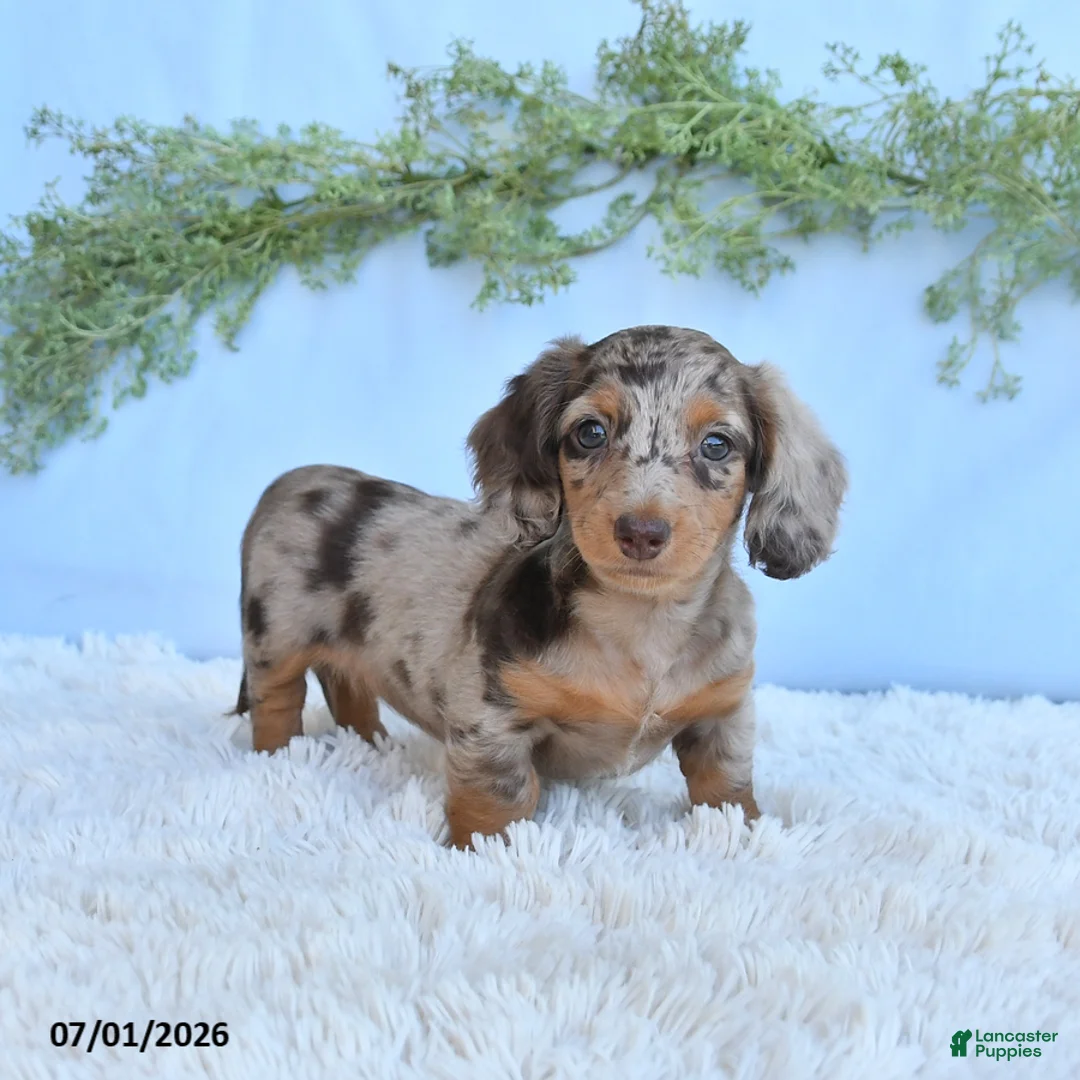 Miniature Dachshund dogs for sale: Rosie - Ad 2
