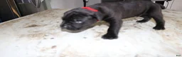Cane Corso dogs for sale: Red - Ad 2