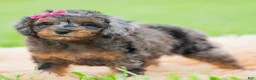 Toy Poodle dogs for sale: Fancy Girl AKC - Ad 3