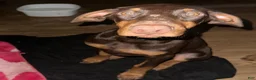 Doberman Pinscher dogs for sale: Doberman Pinscher 4 - Ad 2
