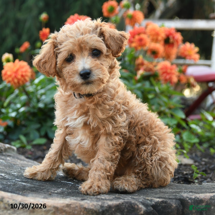 Mini Goldendoodle dogs for sale: Polly - Ad 1