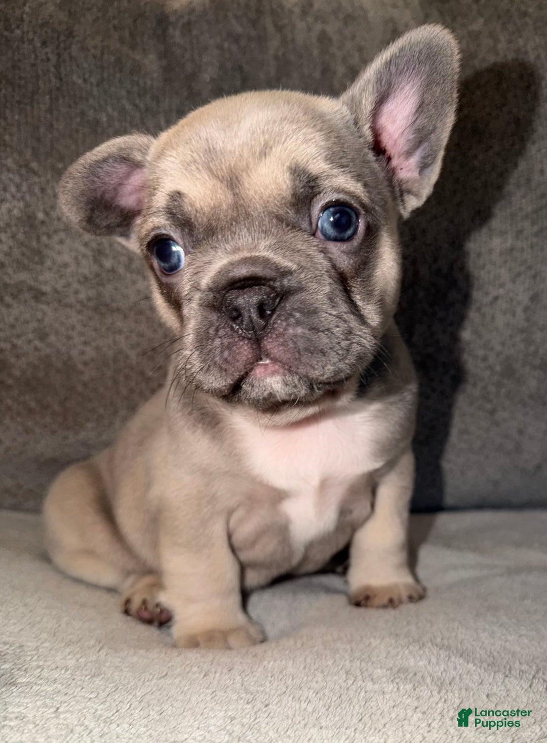 French Bulldog dogs for sale: Maybelle - Ad 3