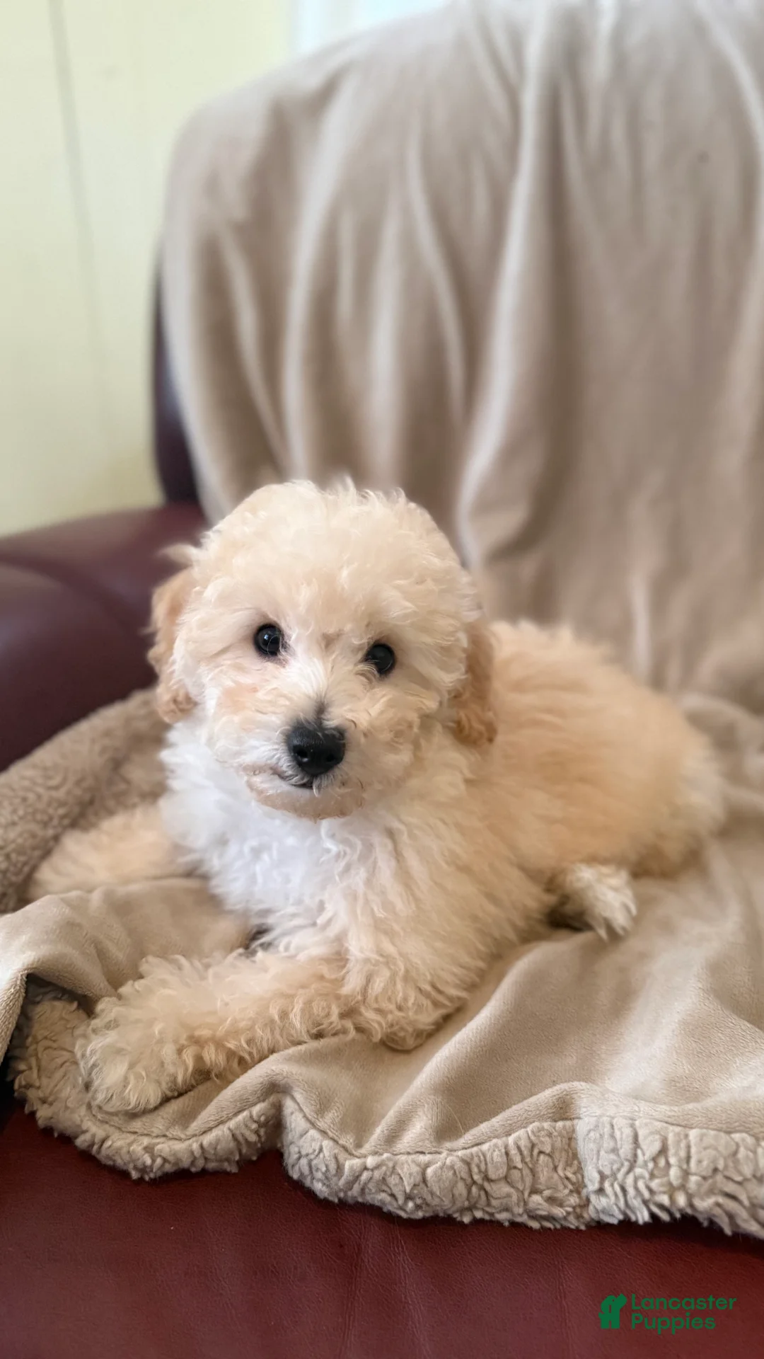 Mini Bernedoodle dogs for sale: Mini Bernedoodle 2 - Ad 2