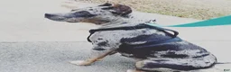 American Bully dogs for sale: American Bully Puppy 3 - Ad 3