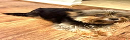 Yorkshire Terrier dogs for sale: Yorkshire Terrier 1 - Ad 2