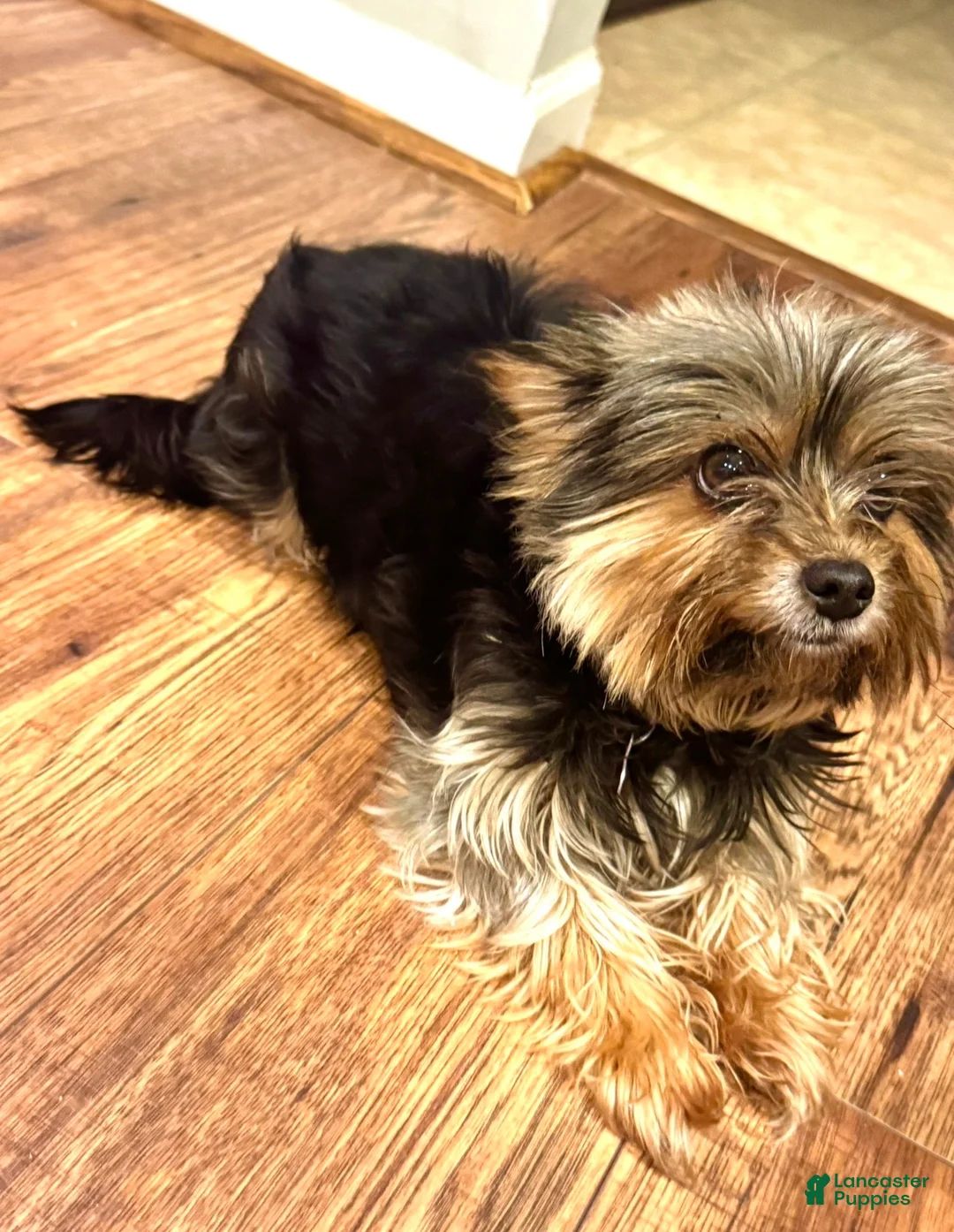 Yorkshire Terrier dogs for sale: Yorkshire Terrier 1 - Ad 2