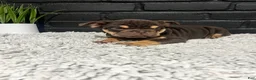 English Bulldog dogs for sale: Rose - Ad 4