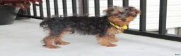 Yorkiepoo dogs for sale: Enzo - Ad 8