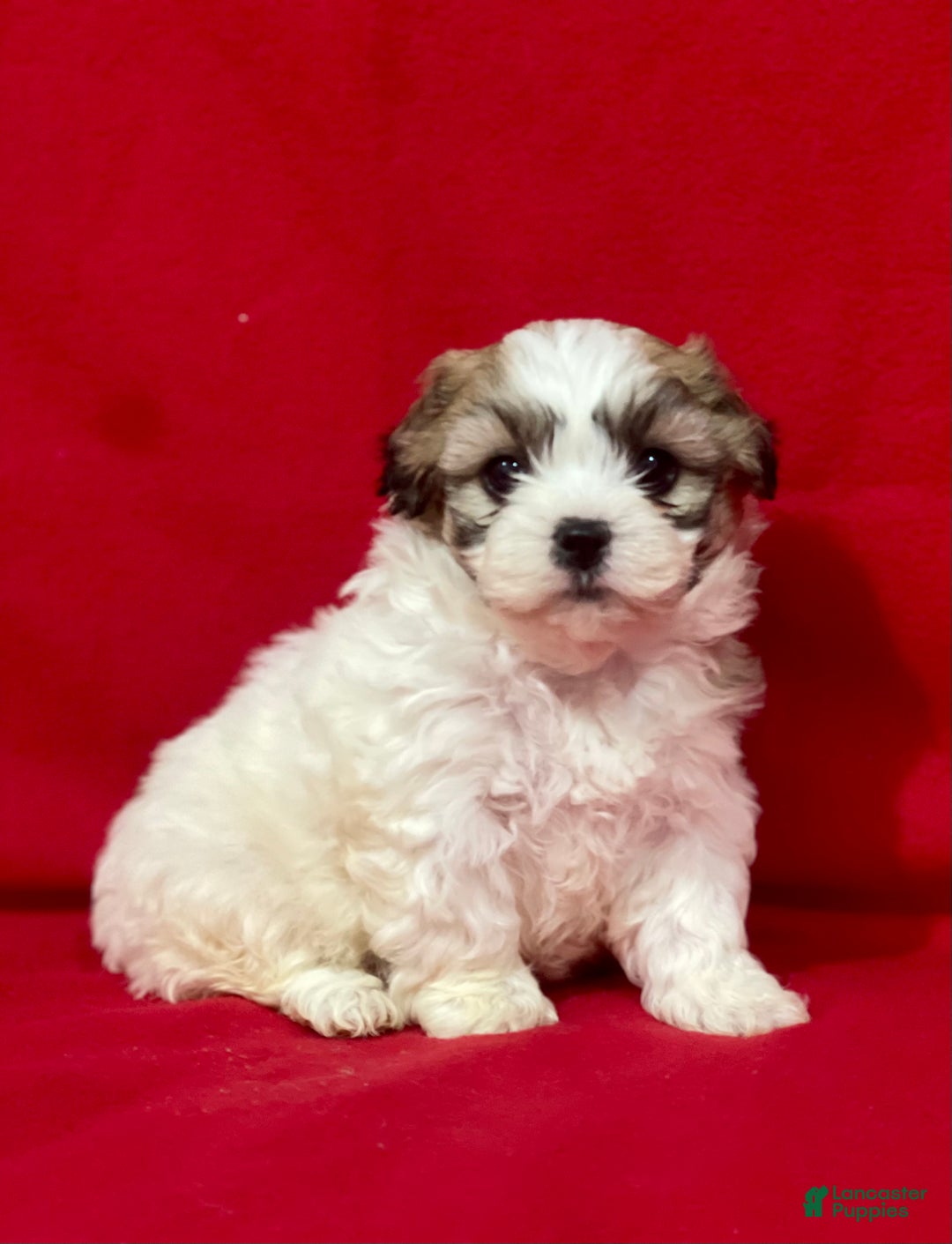 Teddy Bear dogs for sale: Lucy - Ad 2