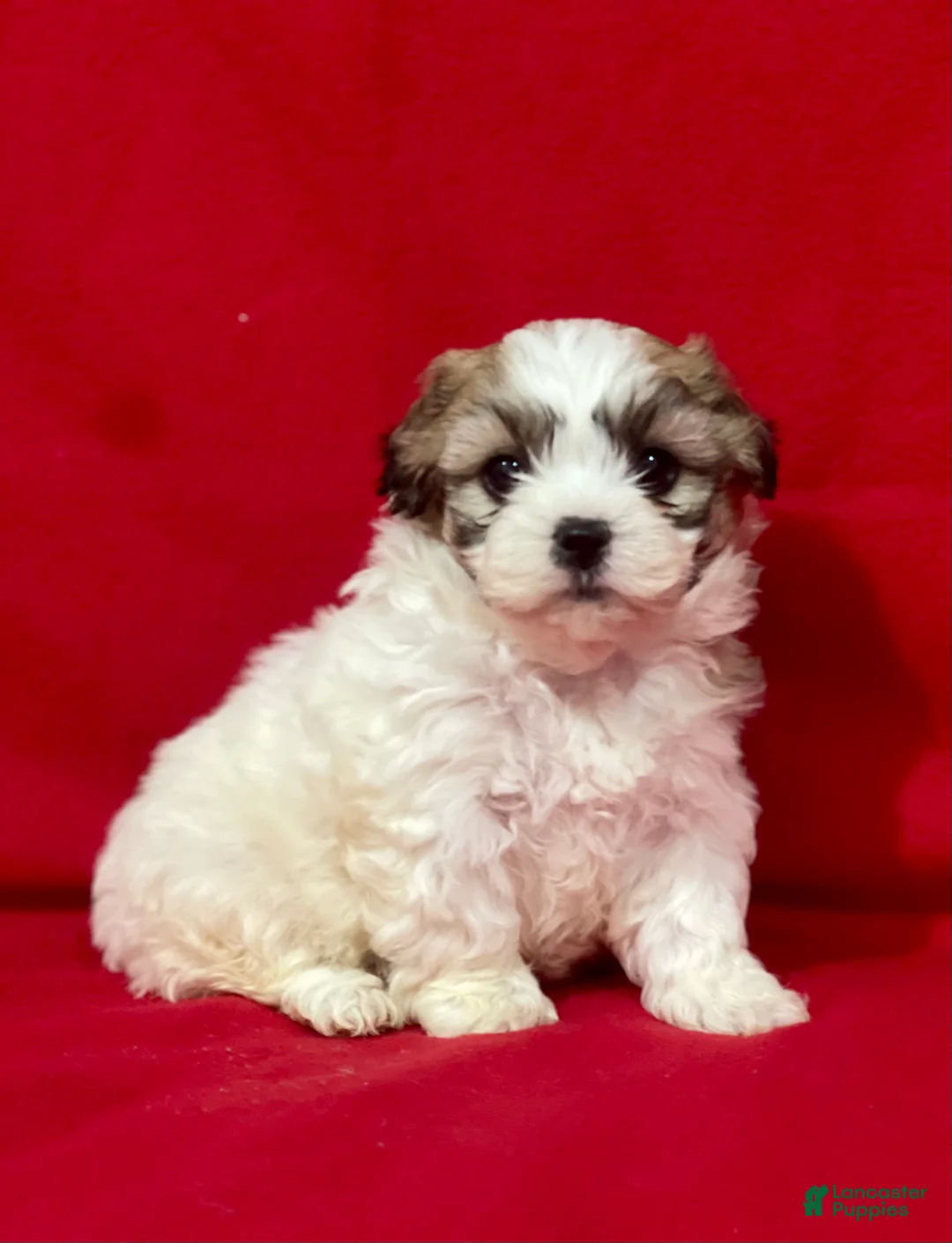 Teddy Bear dogs for sale: Lucy - Ad 2