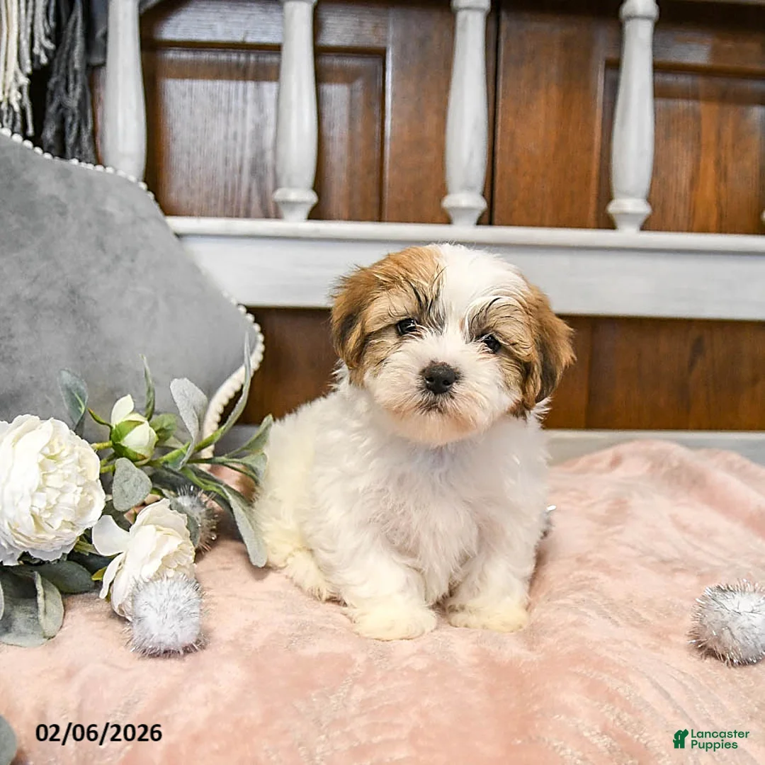 Teddy Bear dogs for sale: Sweetheart - Ad 1