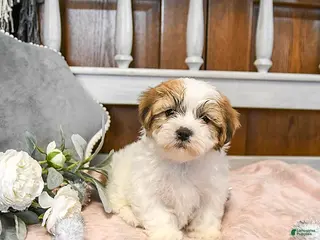 Teddy Bear dogs Sweetheart - Ad 33