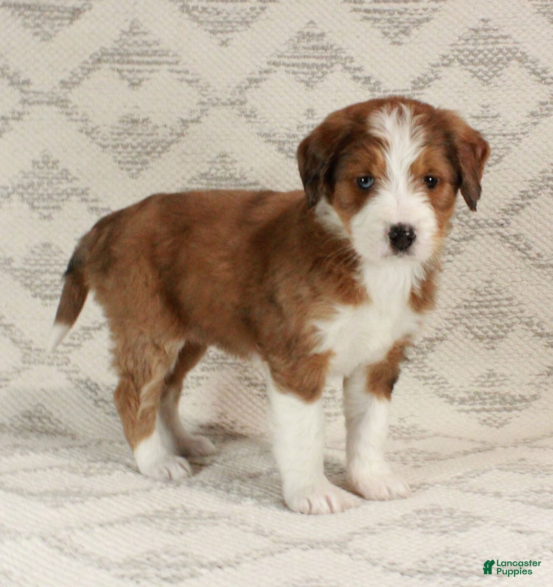 Bernedoodle dogs for sale: Sophie  - Ad 4