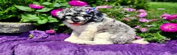 Standard Poodle dogs for sale: Larkspur - Ad 1