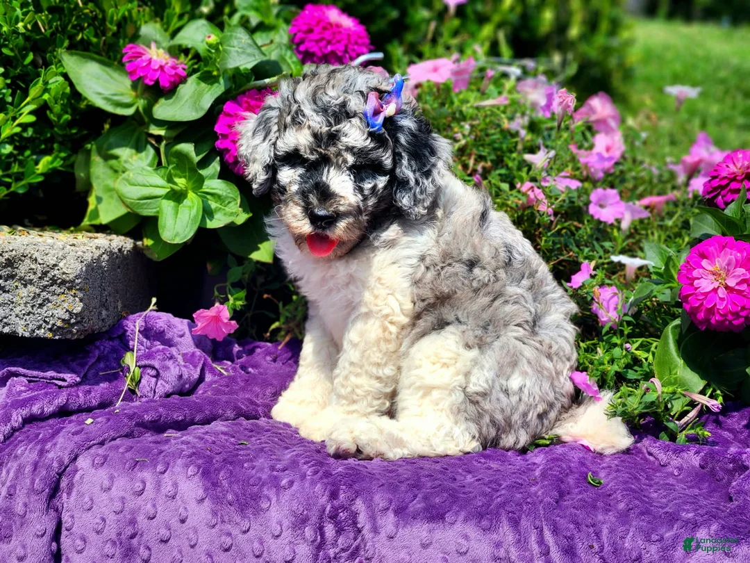 Standard Poodle dogs for sale: Larkspur - Ad 1