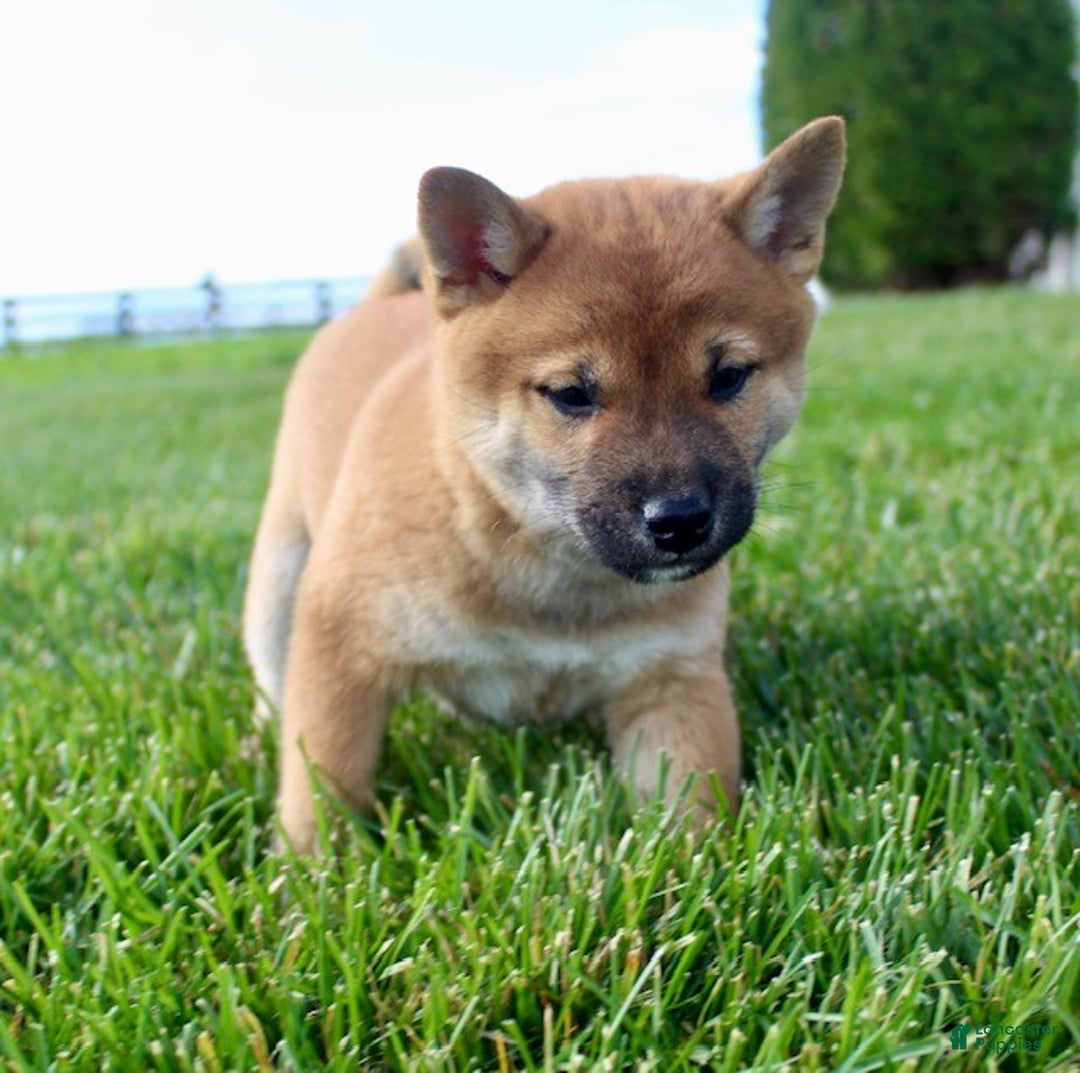 Shiba Inu dogs for sale: Ace - Ad 5