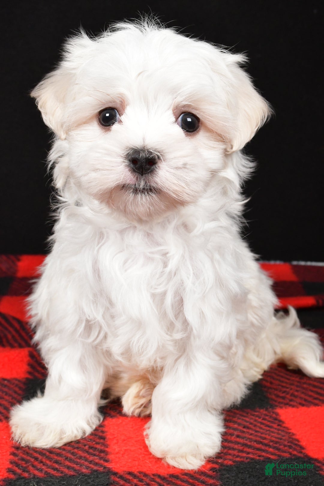 Maltese dogs for sale: Houston - Ad 8