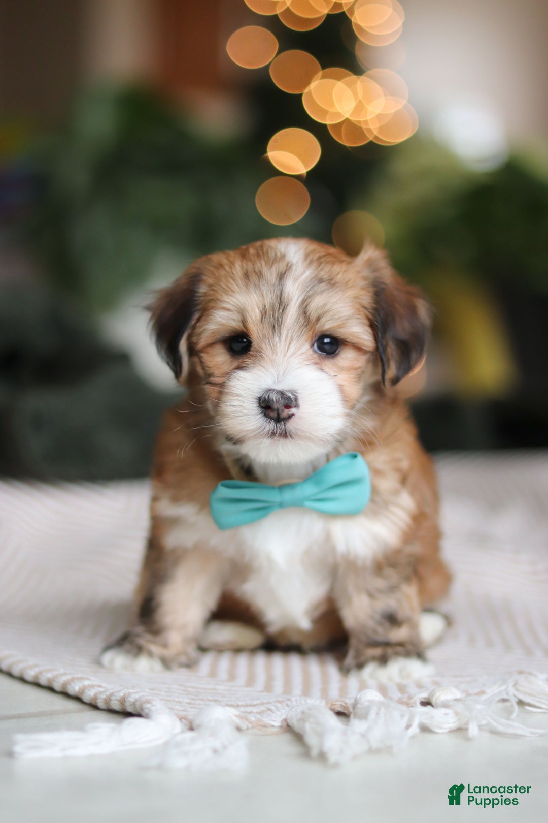 Morkie dogs for sale: Tyson - Ad 3