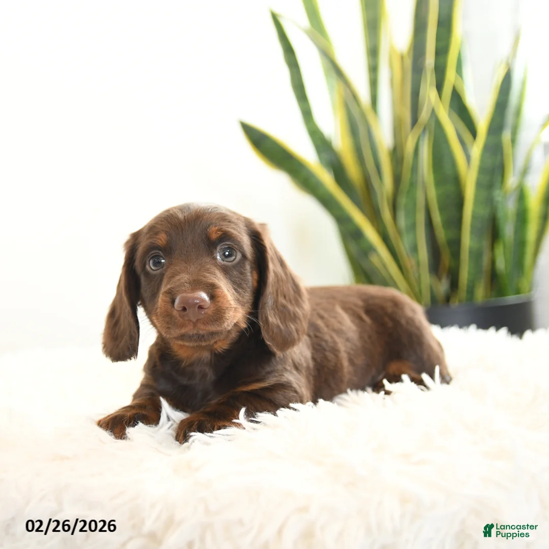 Miniature Dachshund dogs for sale: Rusty - Ad 3
