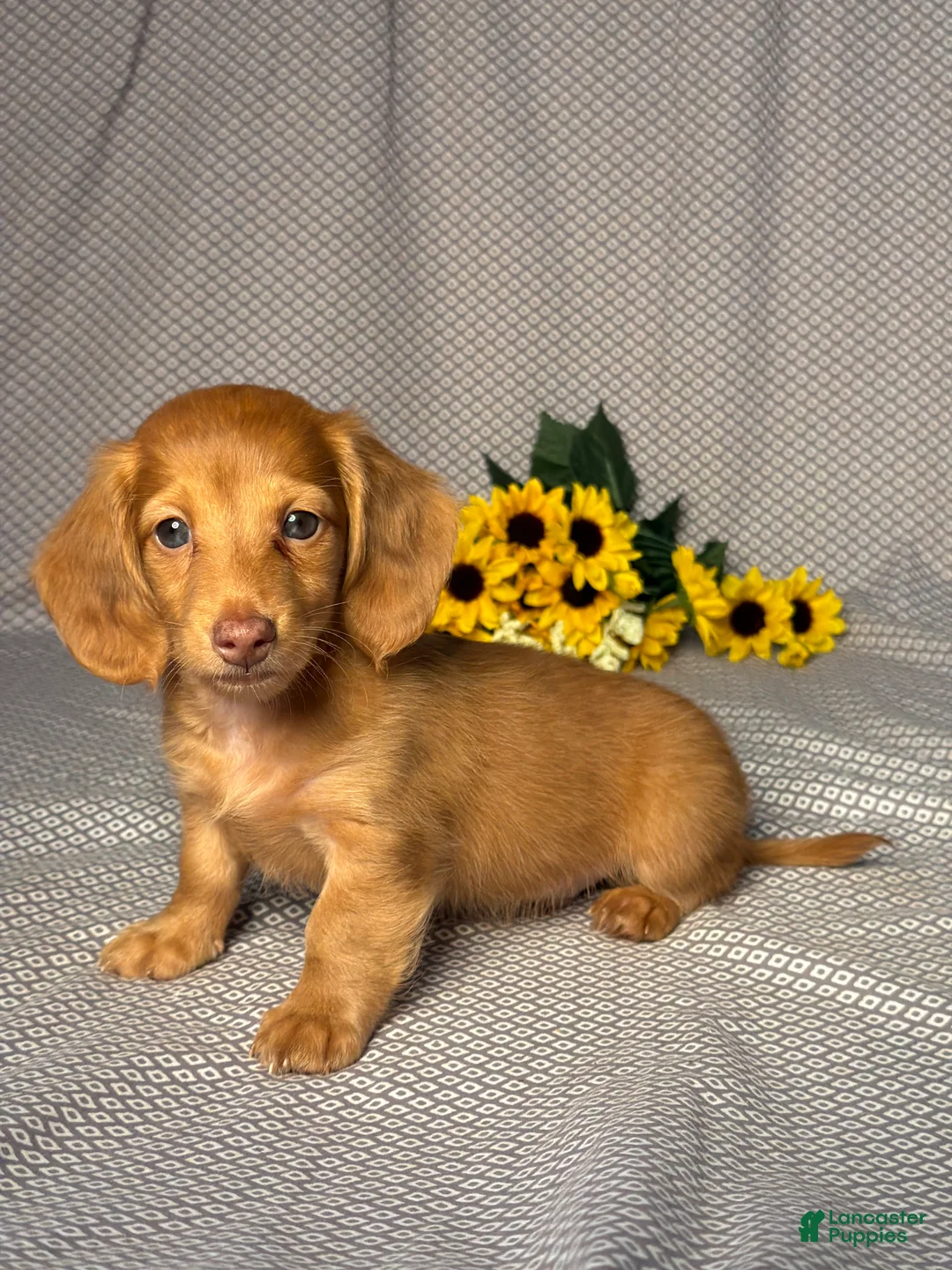Miniature Dachshund dogs for sale: Tommy - Ad 2