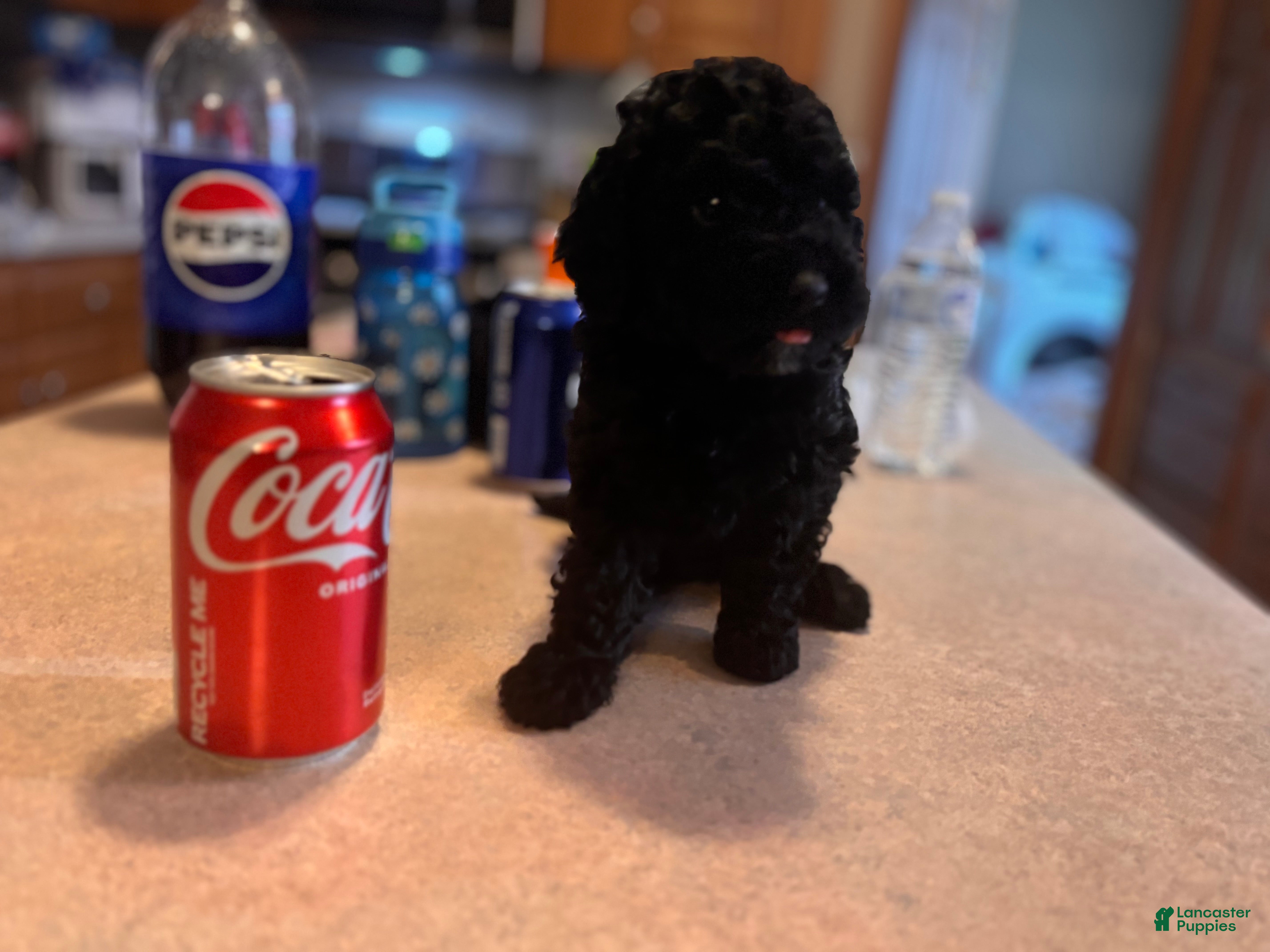 Toy Poodle dogs Toy Poodle Puppy 2 - Ad 1