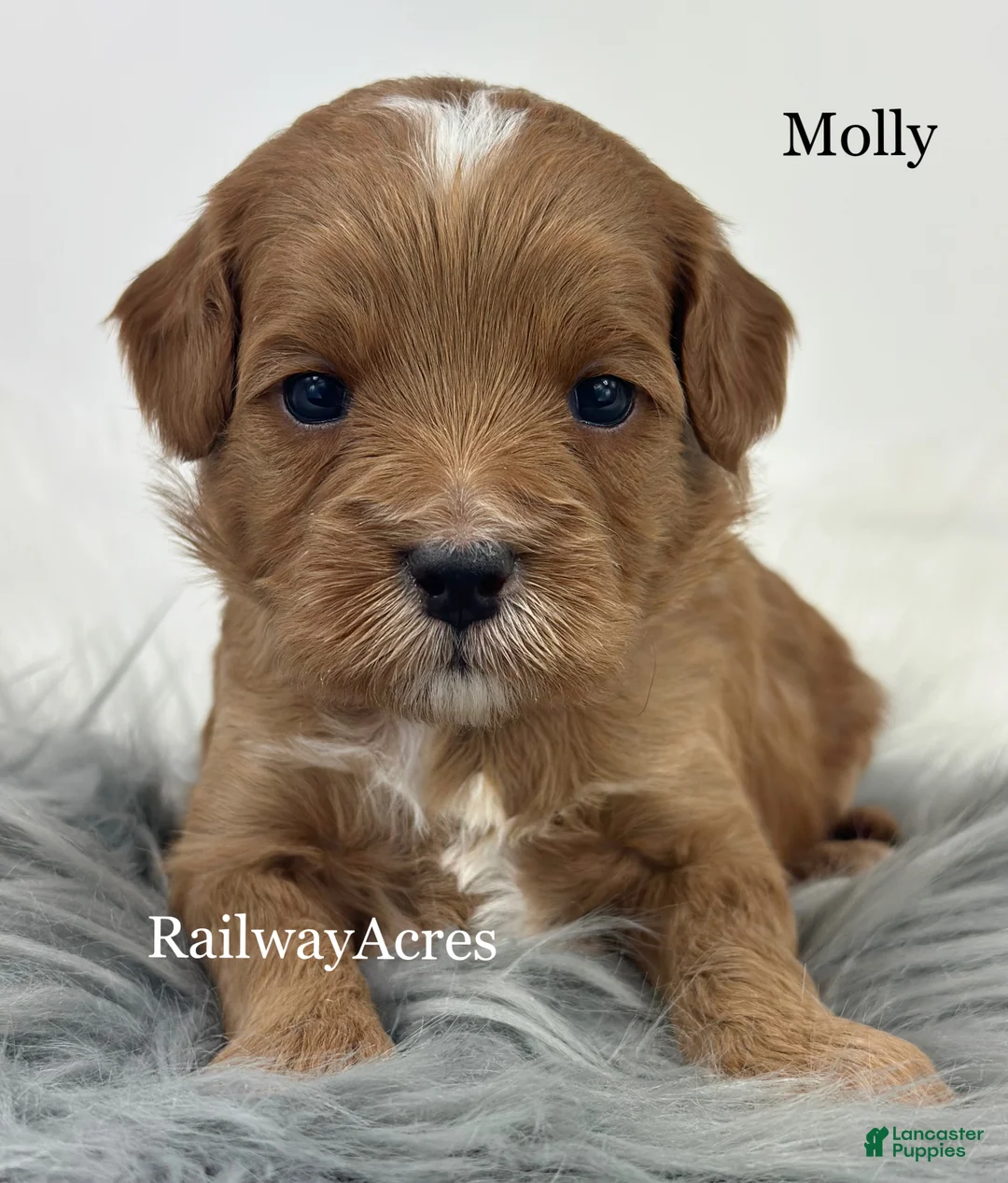 Mixed Breed dogs for sale: Molly - Ad 1