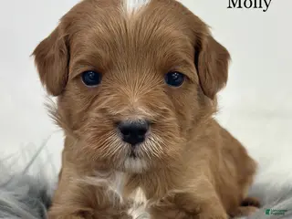 Mixed Breed dogs Molly - Ad 34