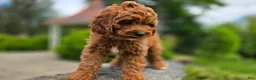 Cavapoo dogs for sale: Harvey - Ad 7