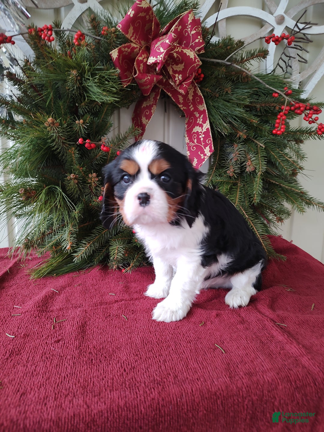 Cavalier King Charles Spaniel dogs for sale: Lance - Ad 4