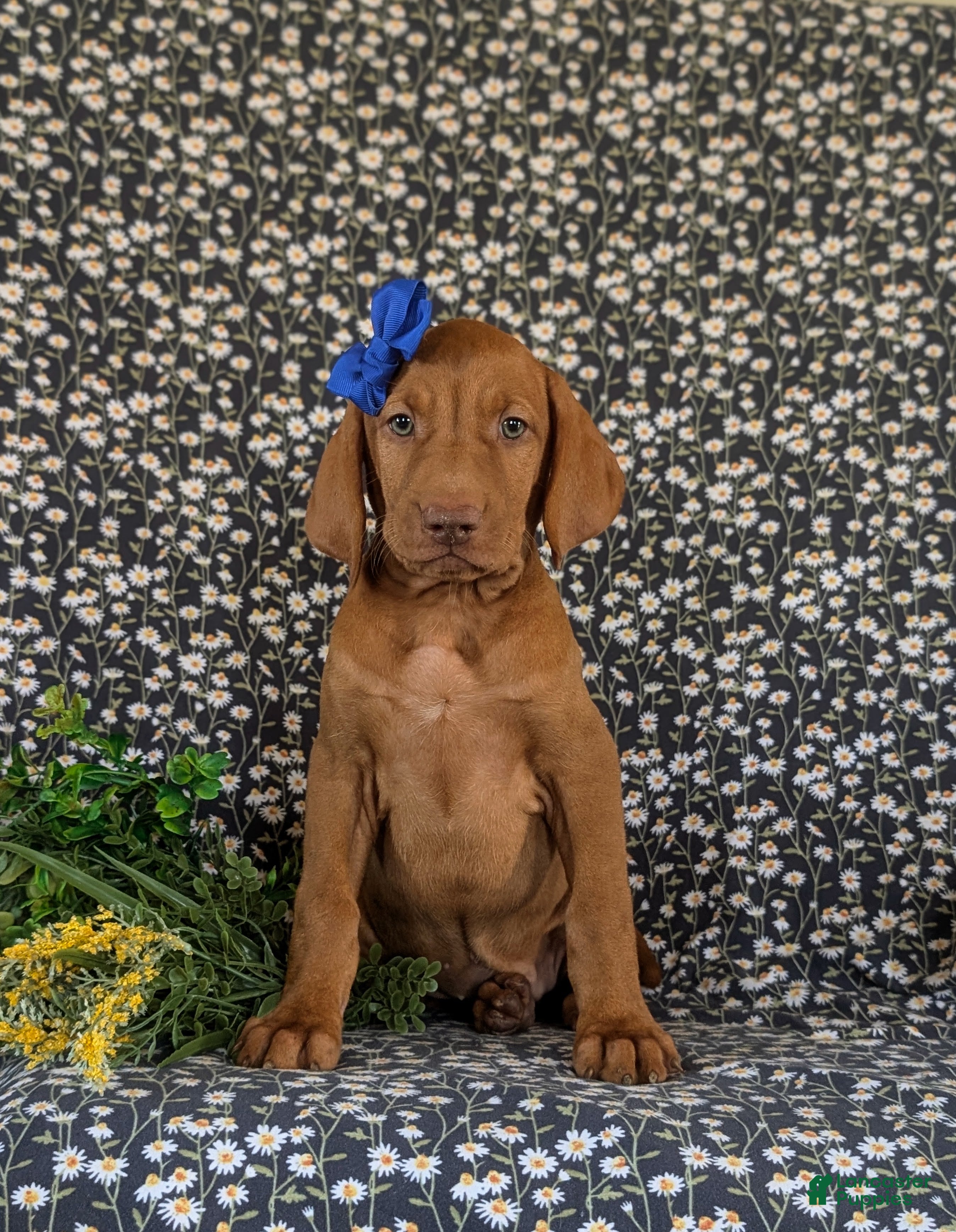 Vizsla dogs Amber - Ad 1
