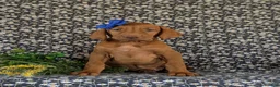Vizsla dogs for sale: Amber - Ad 1