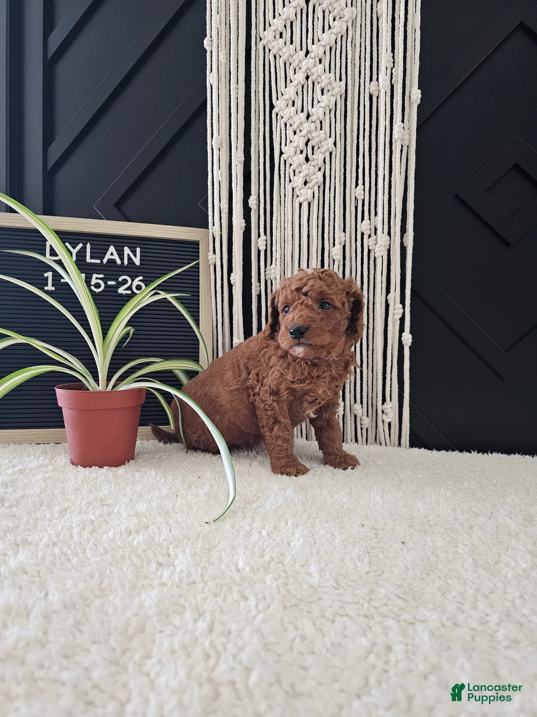 Mini Goldendoodle dogs for sale: Dylan - Ad 4