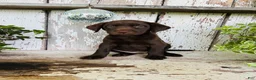 Labrador Retriever dogs for sale: Daisy  - Ad 4