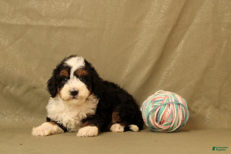 Mini Bernedoodle dogs for sale: Bumble - Ad 3
