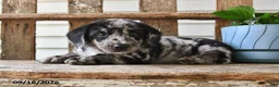 Mixed Breed dogs for sale: Smokey - Ad 2