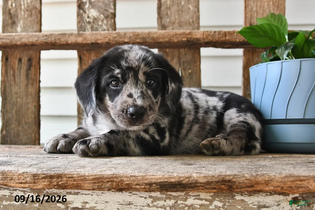 Mixed Breed dogs for sale: Smokey - Ad 2