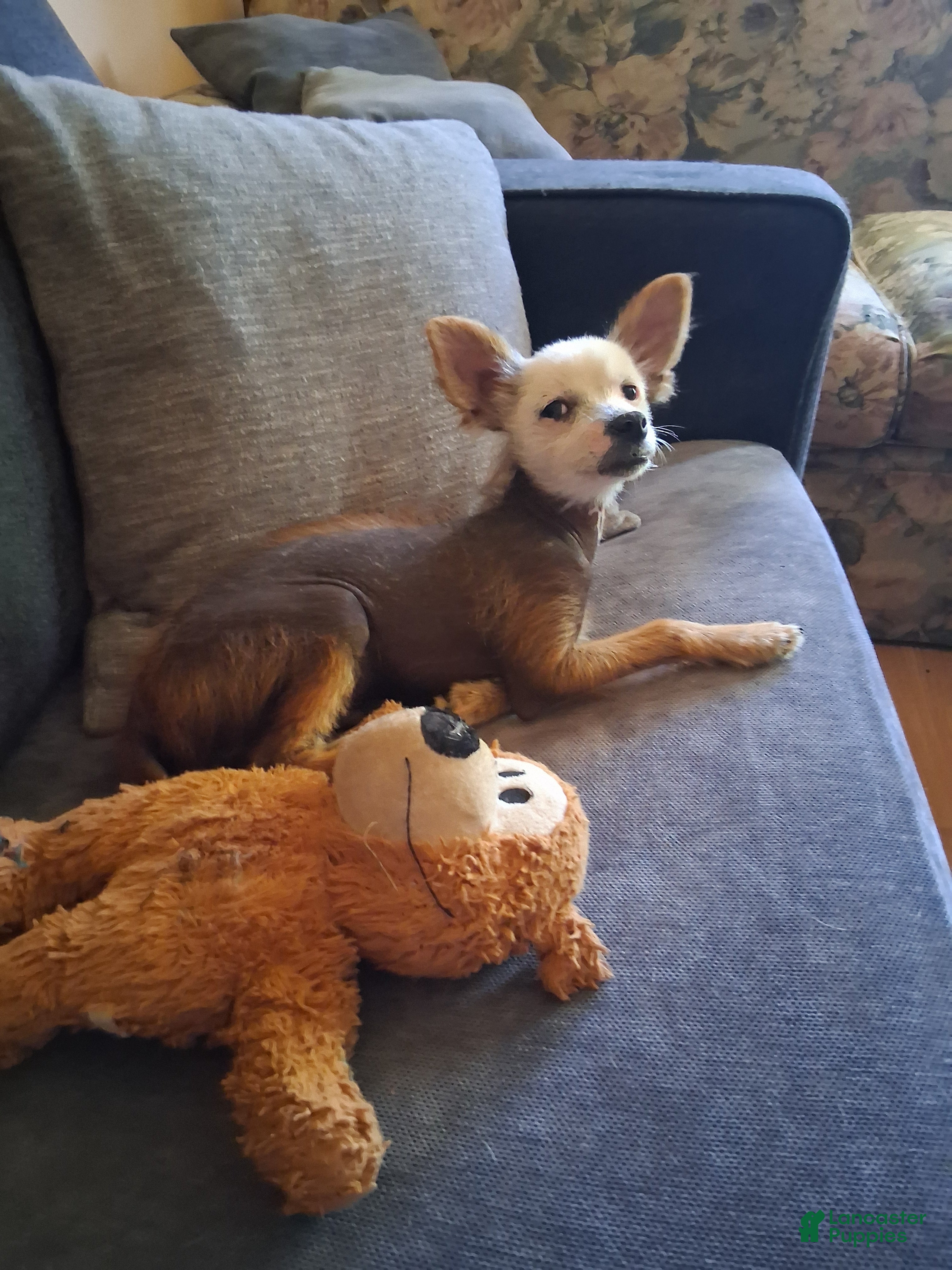 Chinese Crested dogs Badger - Ad 1