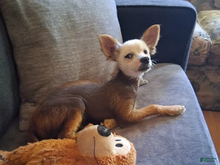 Chinese Crested dogs Badger - Ad 1