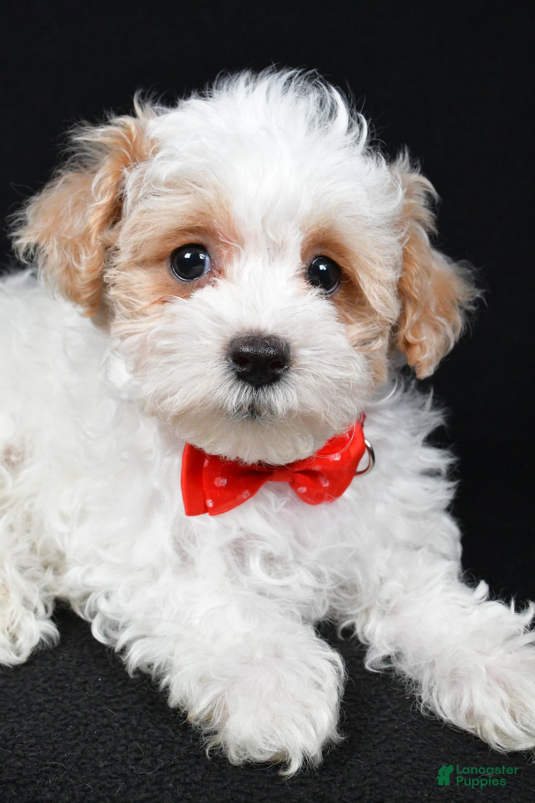 Maltipoo dogs for sale: Tate - Ad 5