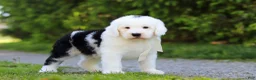 Sheepadoodle dogs for sale: Milo - Ad 4