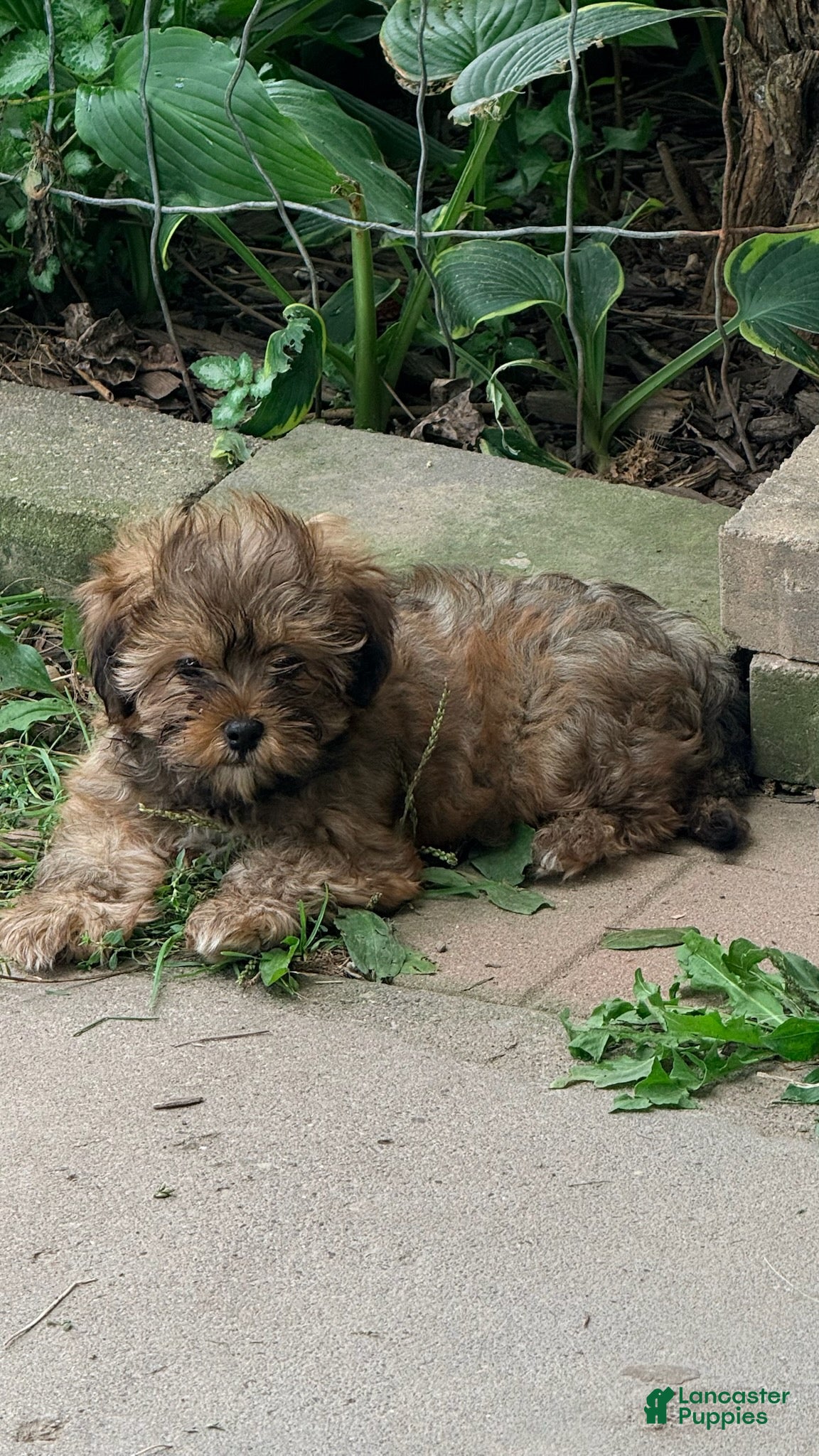 Shorkie dogs Roxy - Ad 1