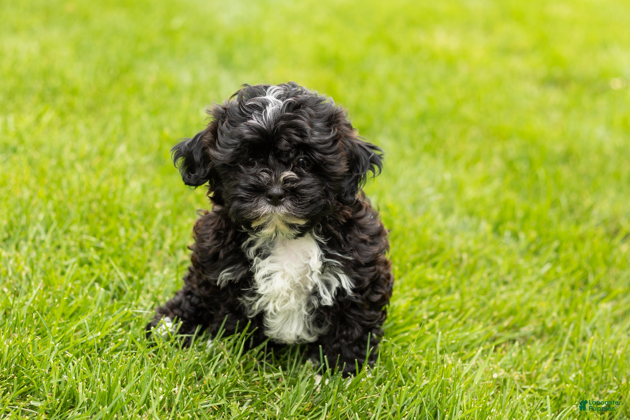 Shihpoo dogs Ivan - Ad 27